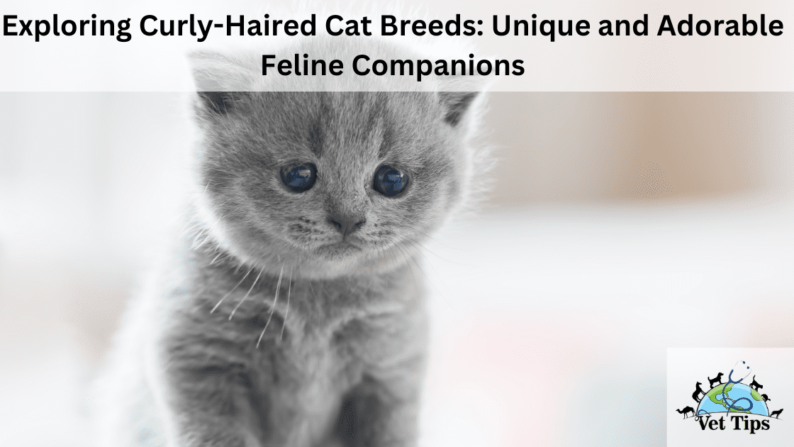Exploring Curly-Haired Cat Breeds: Unique and Adorable Feline Companions