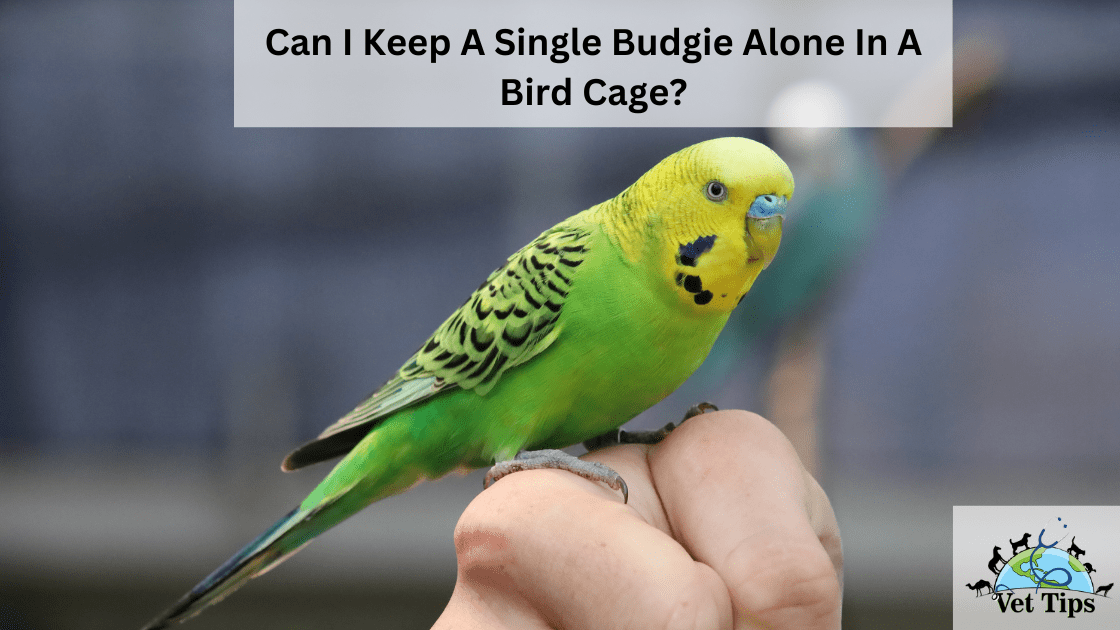 Can I Keep A Single Budgie Alone In A Bird Cage?