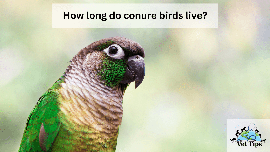How long do conure birds live?