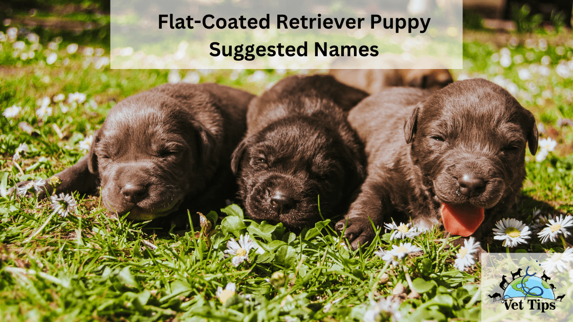 Flat-Coated Retriever Puppy Suggested Names