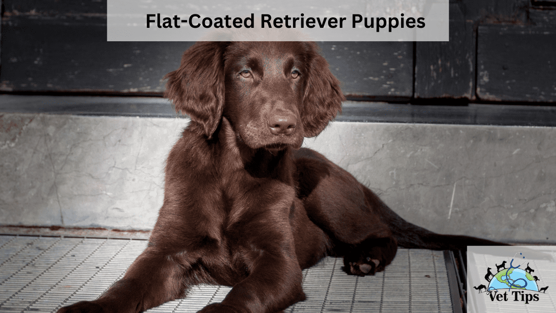 Flat-Coated Retriever Puppies