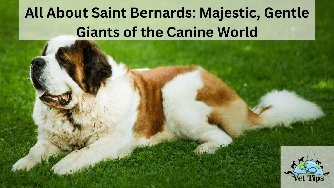 All About Saint Bernards: Majestic, Gentle Giants of the Canine World