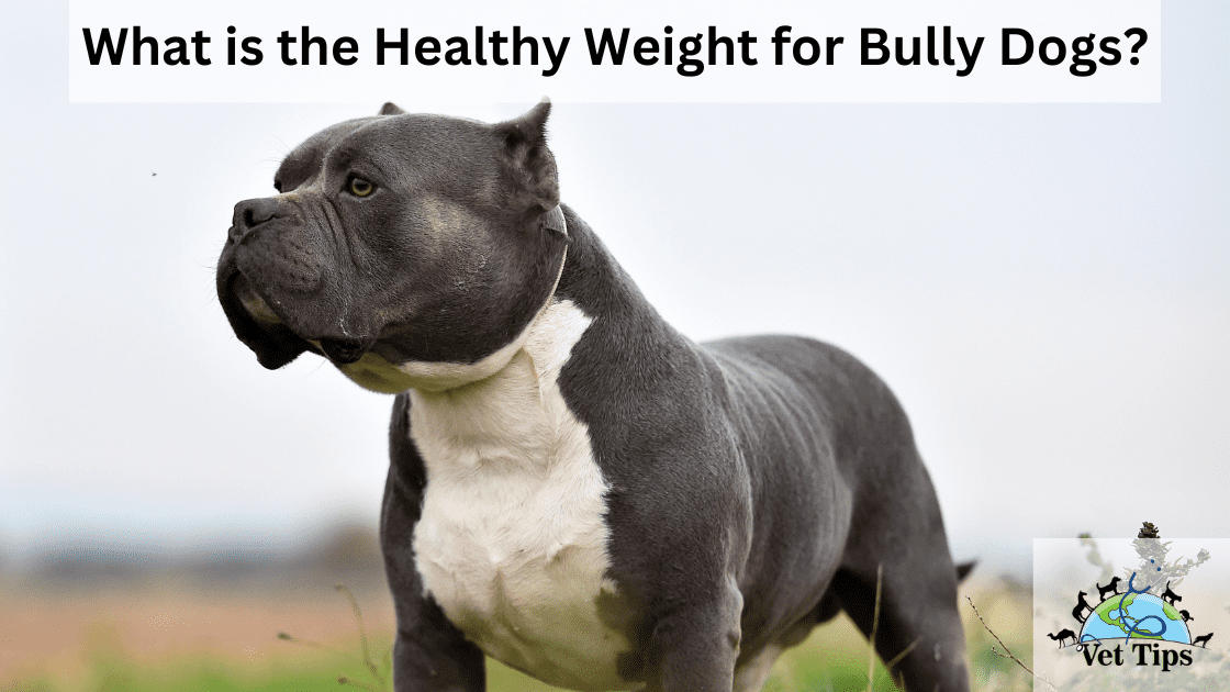 What is the Healthy Weight for Bully Dogs?