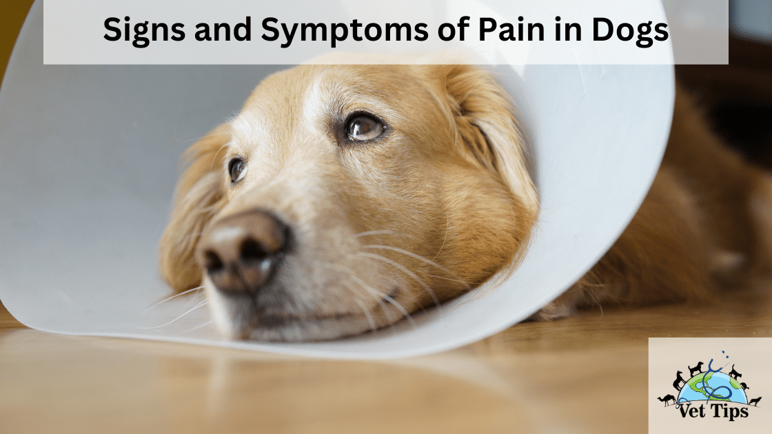 Signs and Symptoms of Pain in Dogs