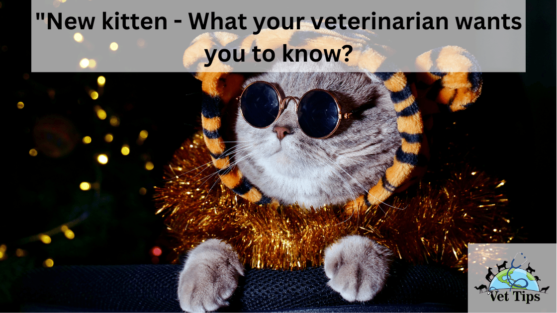 "New kitten - What your veterinarian wants you to know?