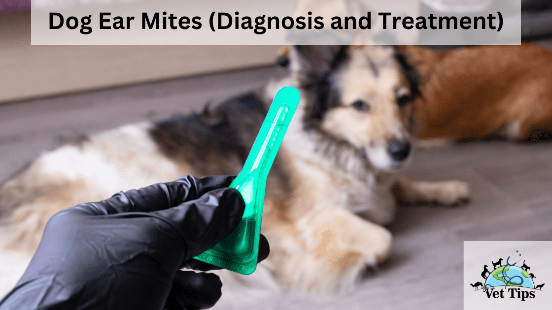 Dog Ear Mites (Diagnosis and Treatment)