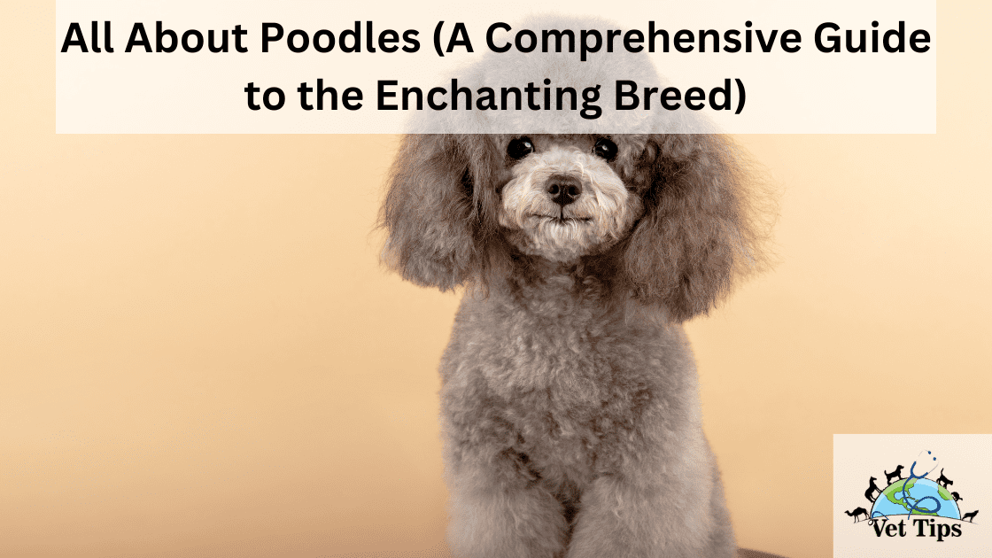 All About Poodles (A Comprehensive Guide to the Enchanting Breed)