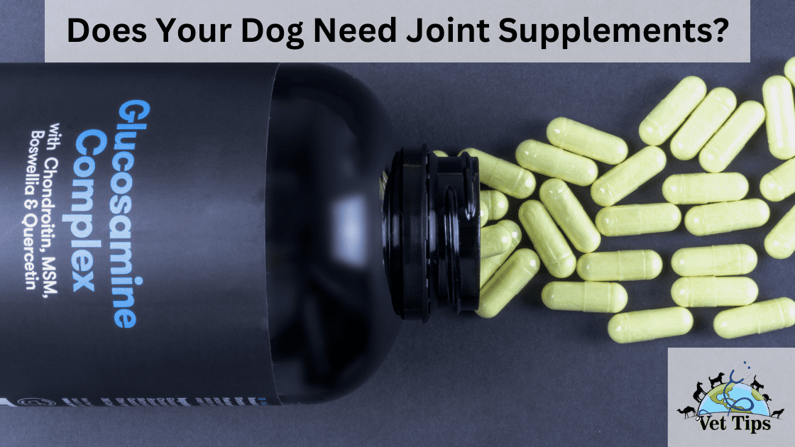 Does Your Dog Need Joint Supplements?