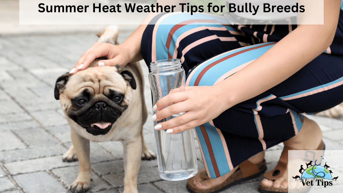 Summer Heat Weather Tips for Bully Breeds