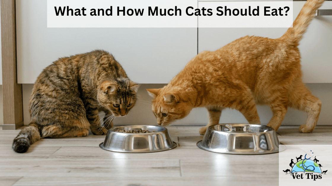 What and How Much Cats Should Eat?