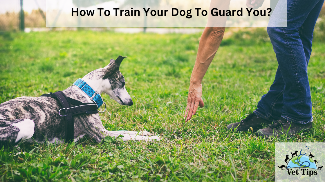 How To Train Your Dog To Guard You?