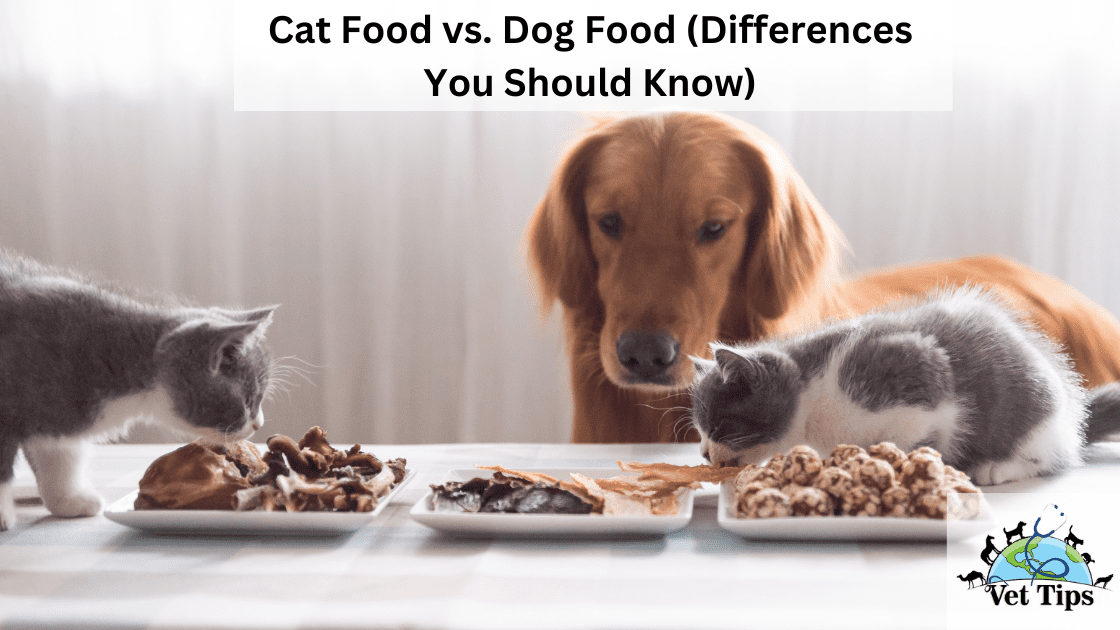 Cat Food vs. Dog Food (Differences You Should Know)