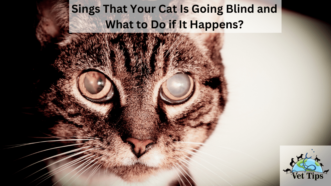 Sings That Your Cat Is Going Blind and What to Do if It Happens?