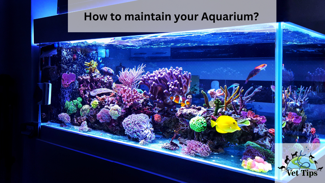 How to maintain your Aquarium?