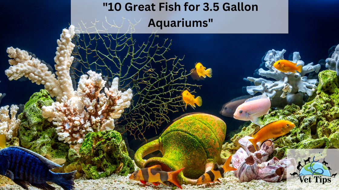 10 Great Fish for 3.5 Gallon Aquariums