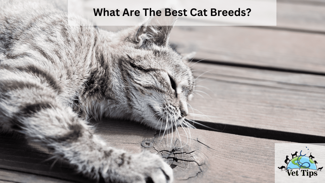What Are The Best Cat Breeds?