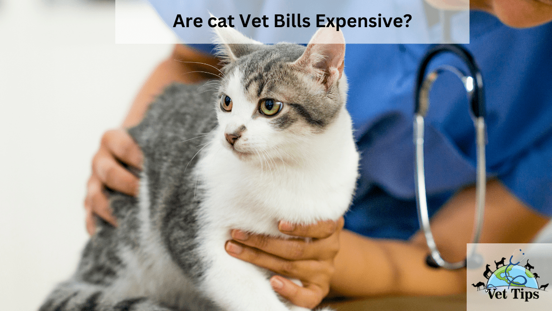 Are cat Vet Bills Expensive?