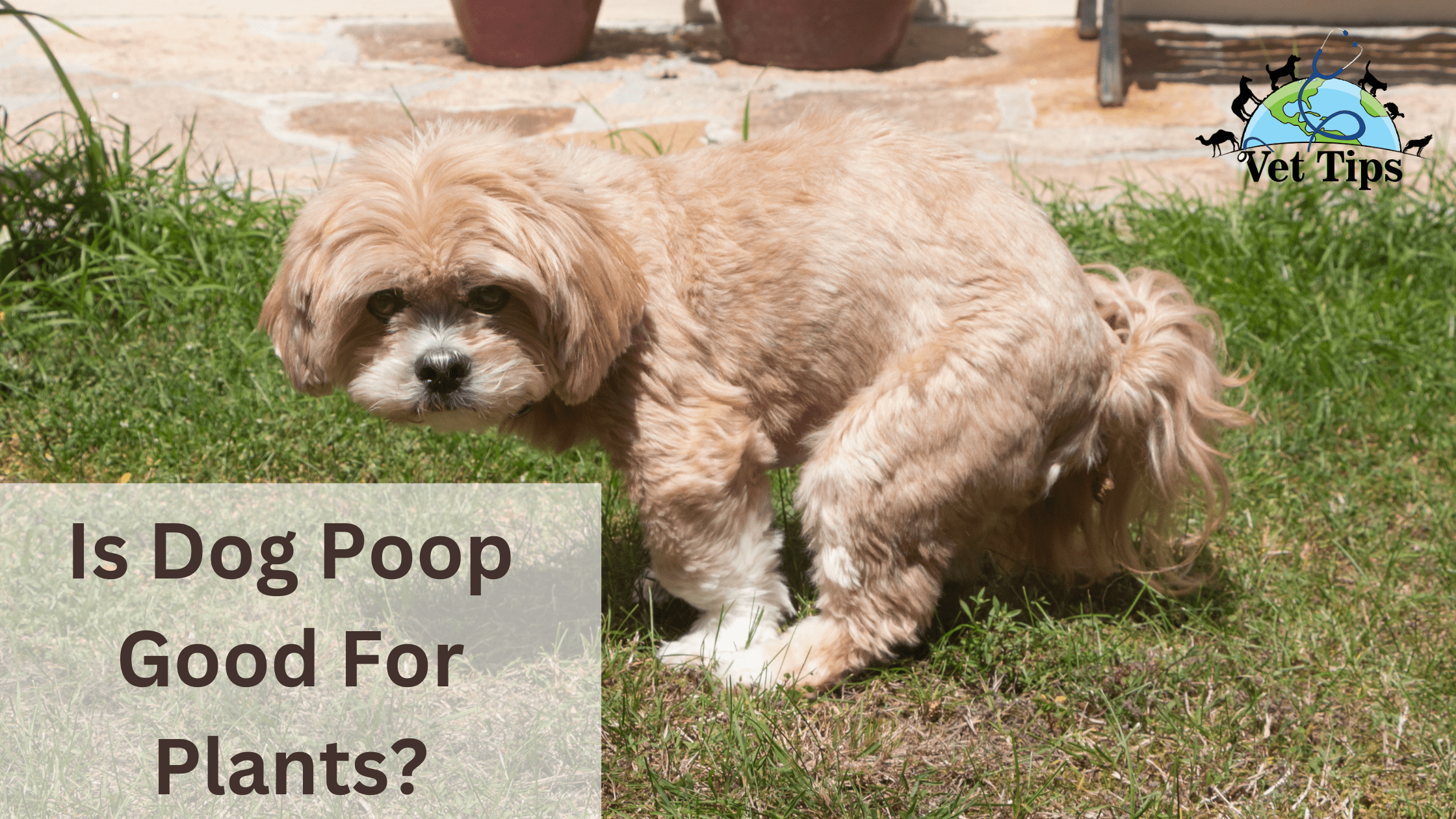Is Dog Poop Good For Plants?