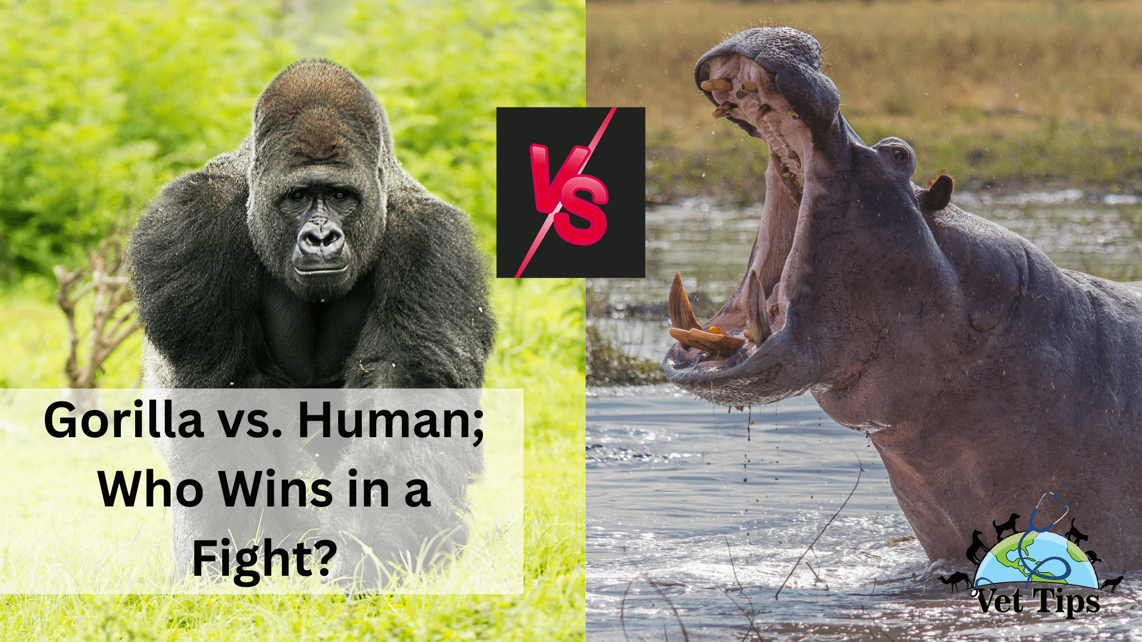 Gorilla Vs Hippo - Who Wins in a Fight?