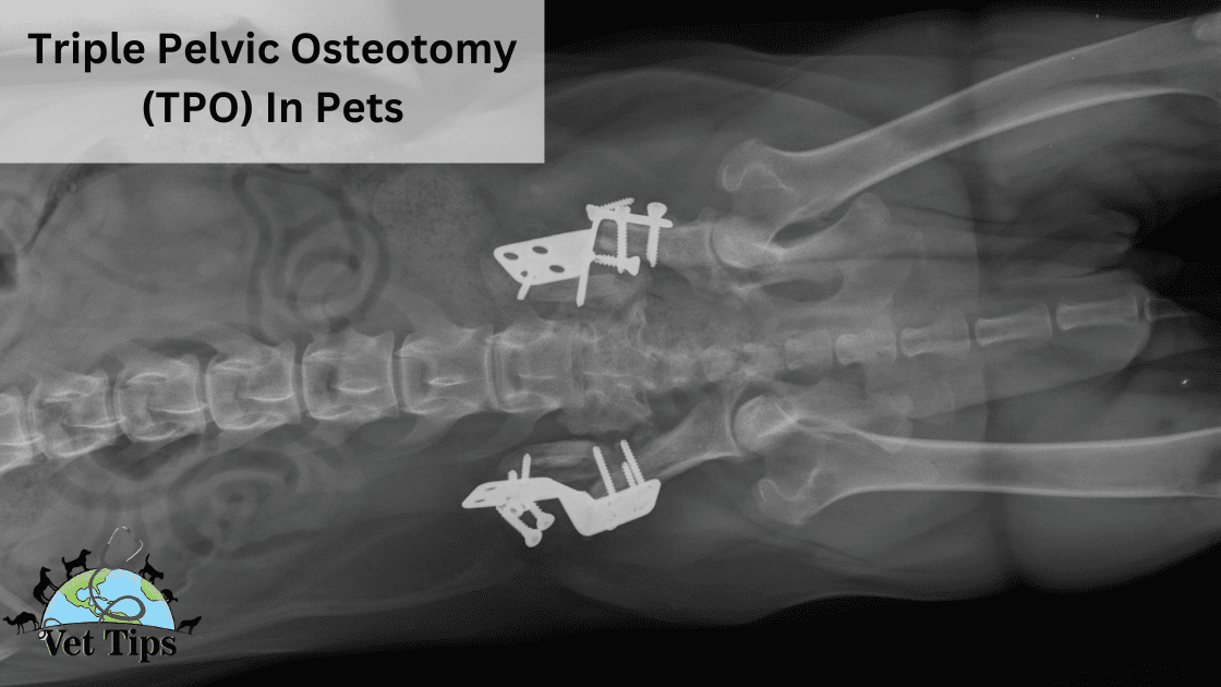 Triple Pelvic Osteotomy (TPO) In Pets