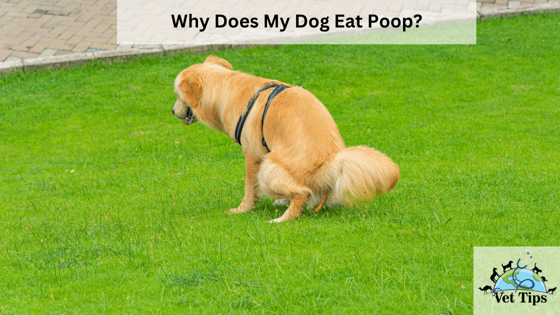 Why Does My Dog Eat Poop?