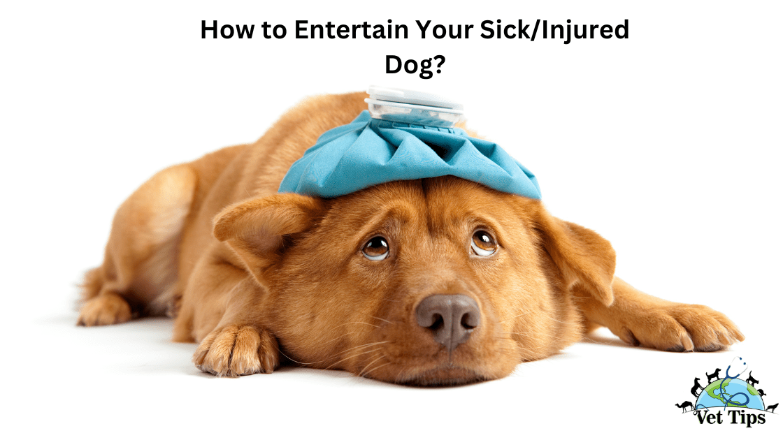 How to Entertain Your Sick/Injured Dog?