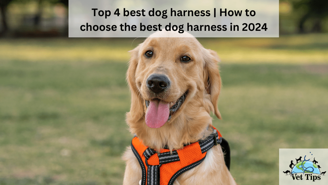 Top 4 best dog harness | How to choose the best dog harness in 2024