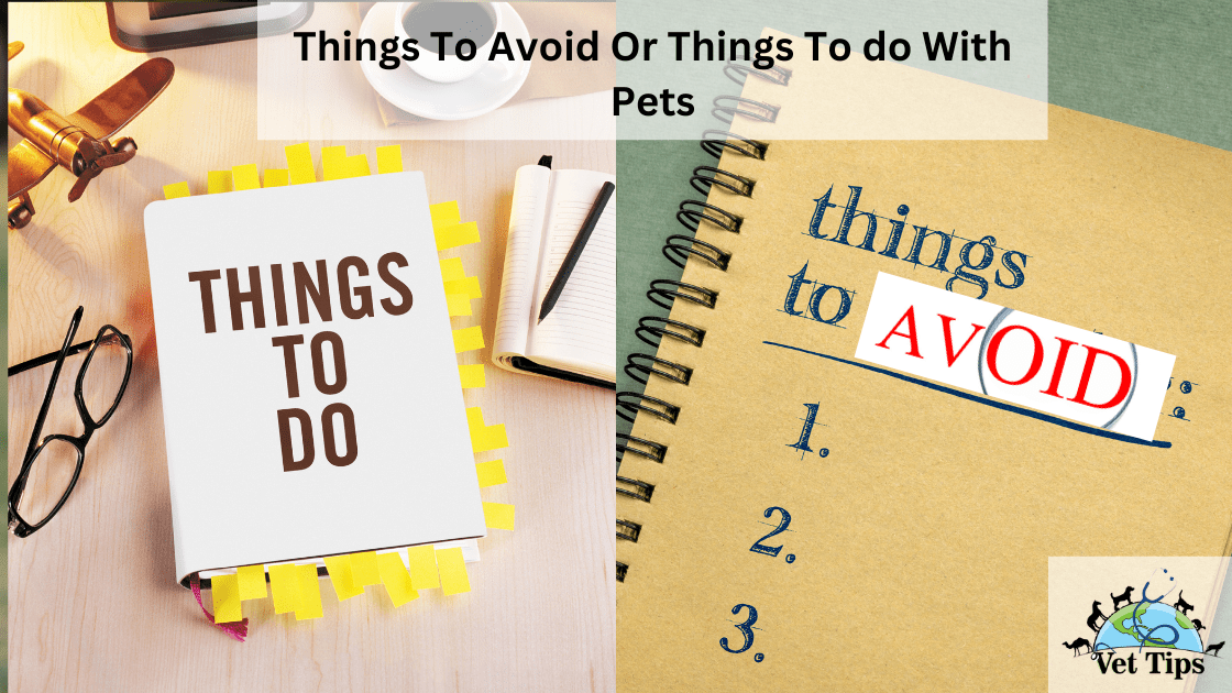 Things To Avoid Or Things To do With Pets