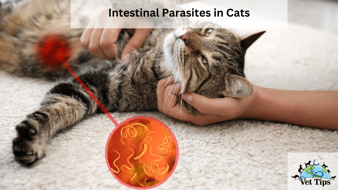 Intestinal Parasites in Cats