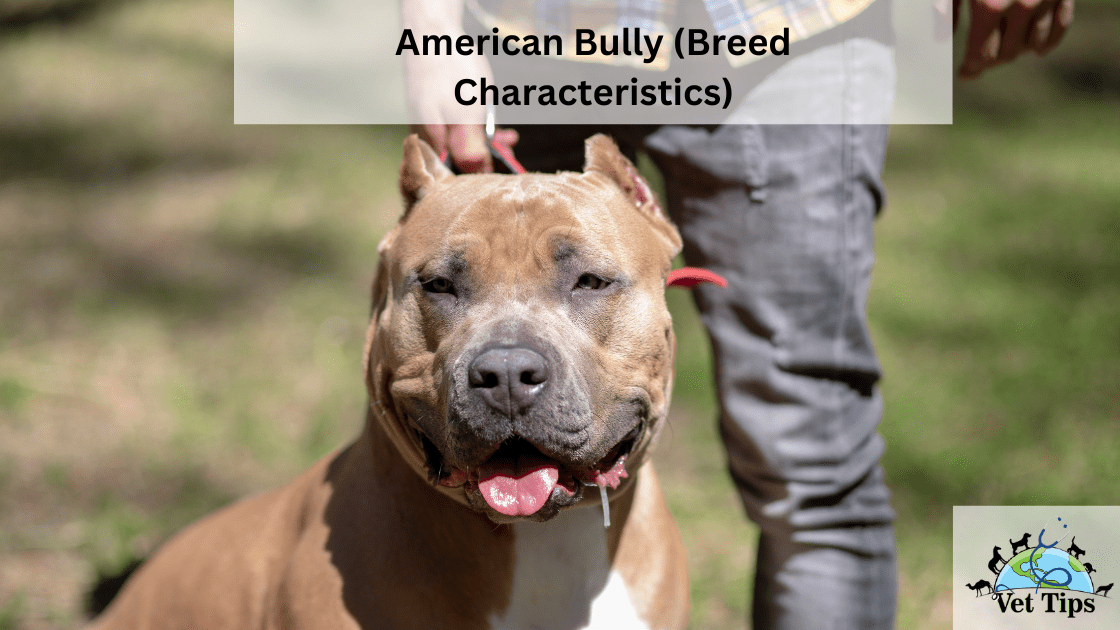 American Bully (Breed Characteristics)