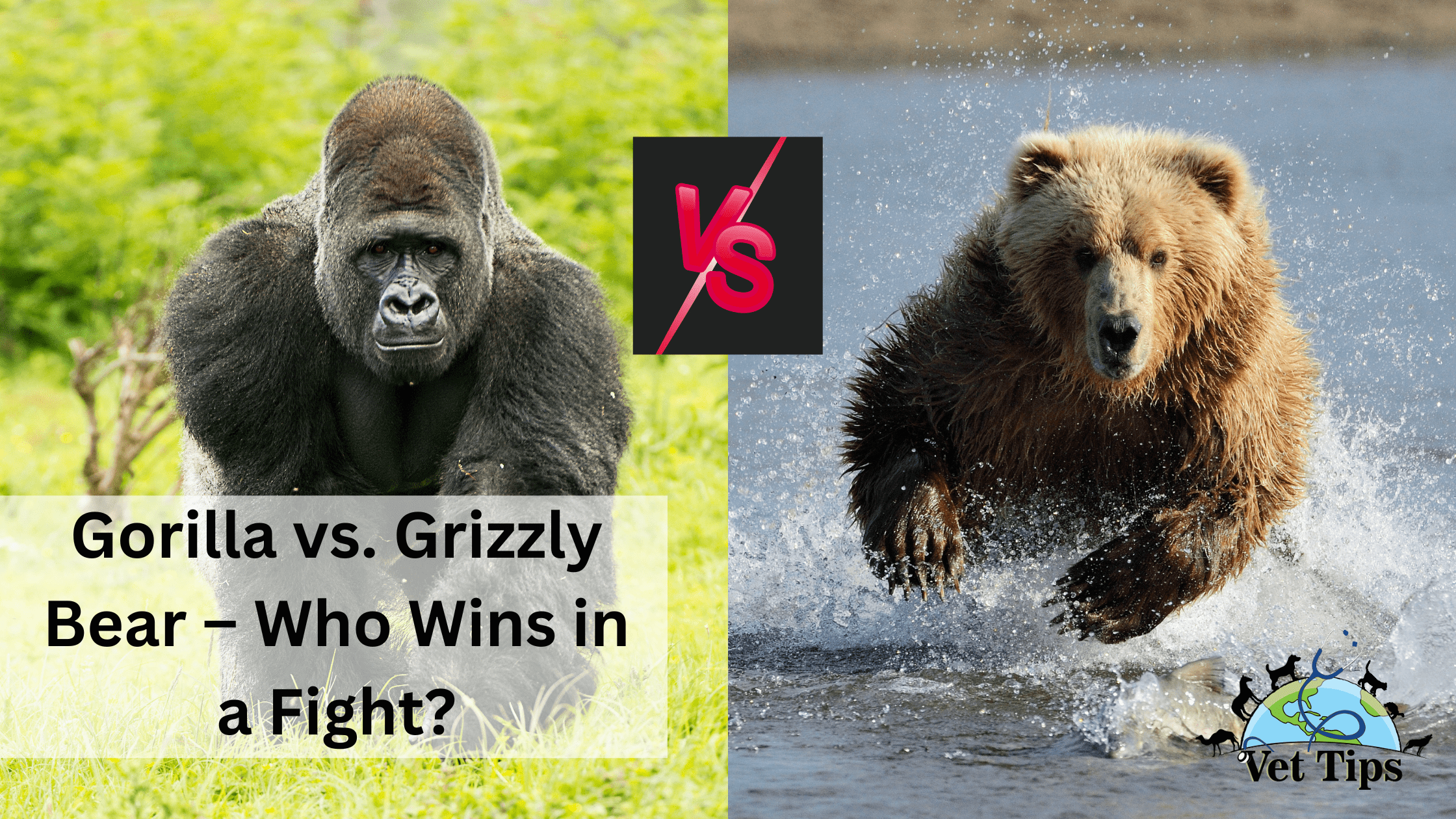 Gorilla vs. Grizzly Bear – Who Wins in a Fight?