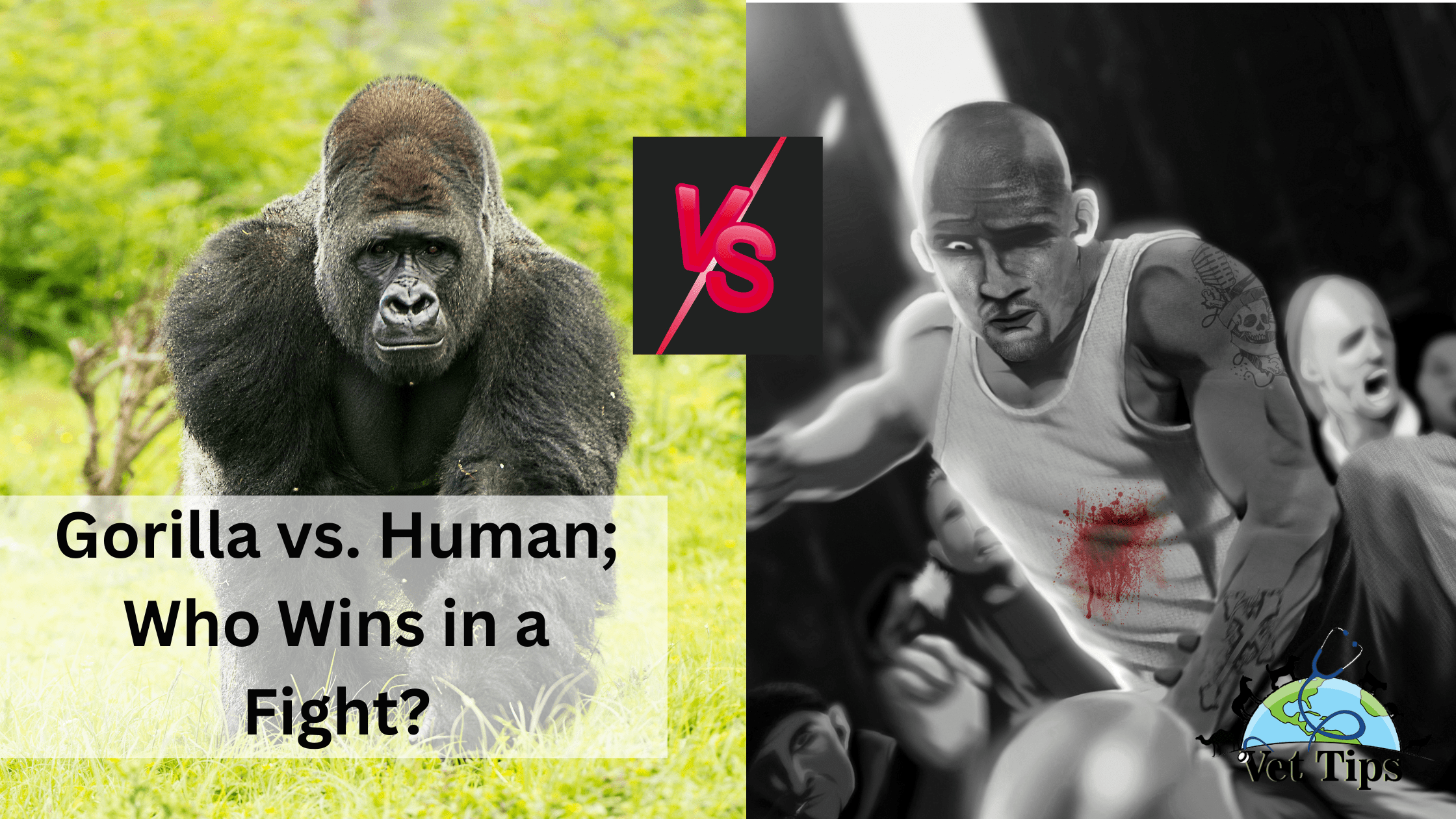 Gorilla Vs Human - Who Wins in a Fight?
