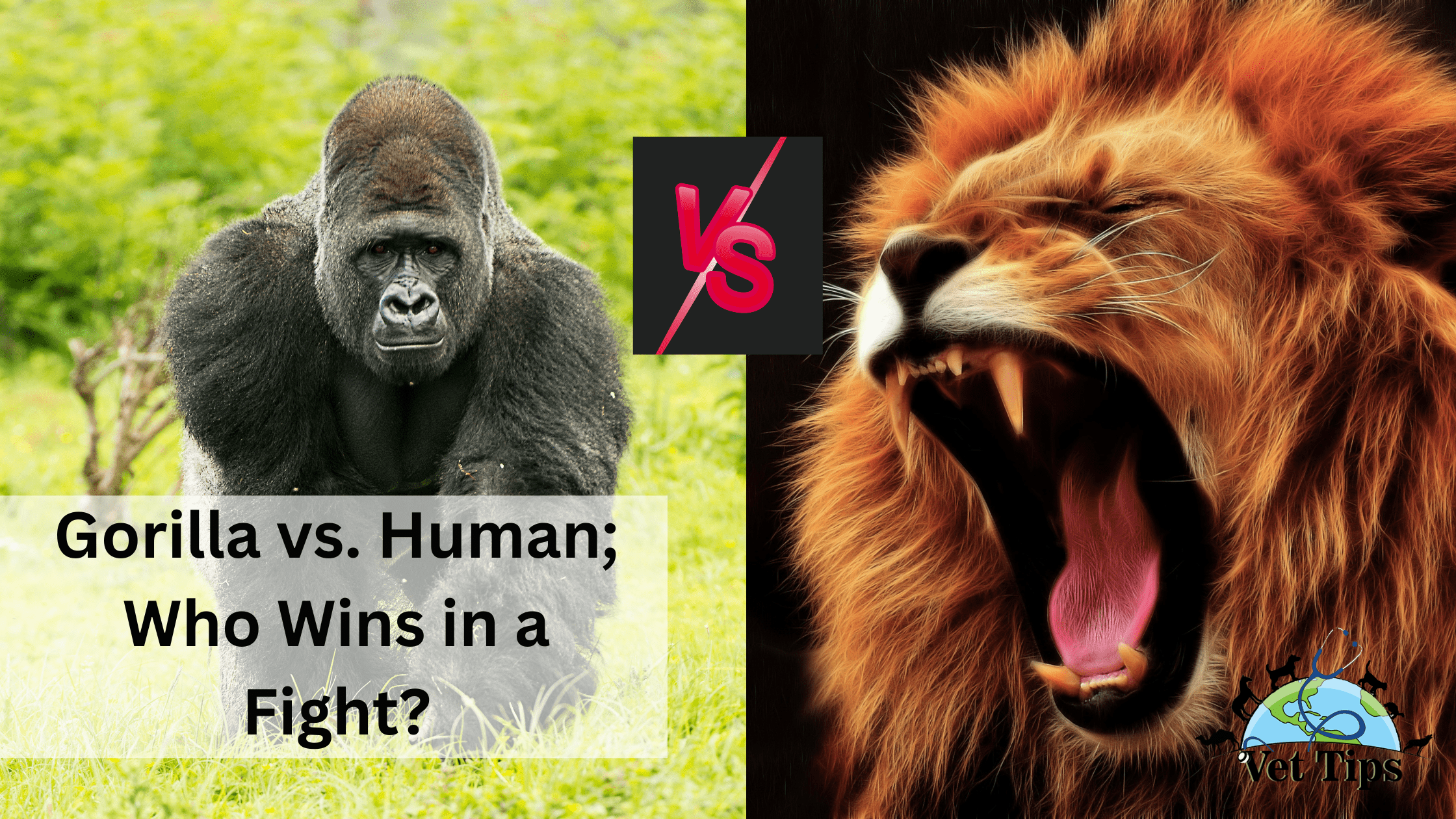 Gorilla Vs Lion - Who Will Win?