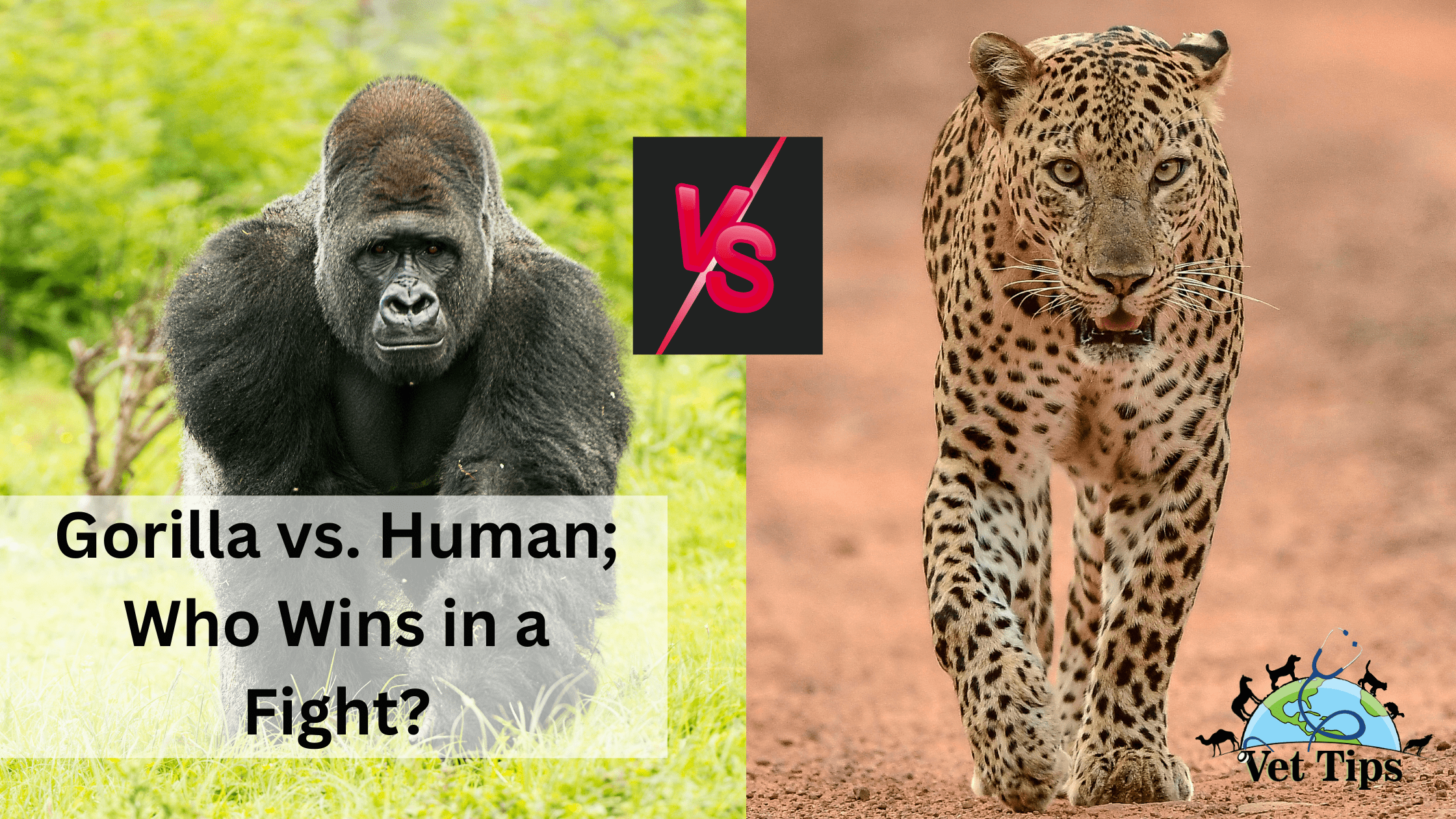 Gorilla Vs Leopard - Who Wins in a Fight?