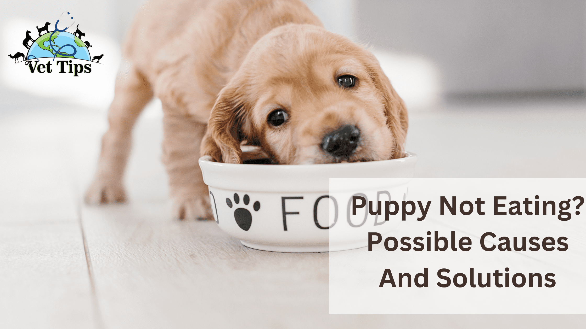 Puppy Not Eating? Possible Causes And Solutions