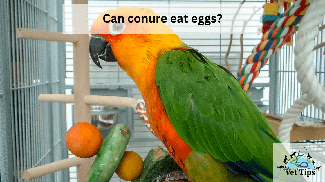 Can conure eat eggs?