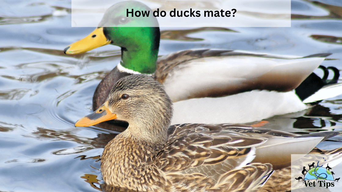 How do ducks mate?