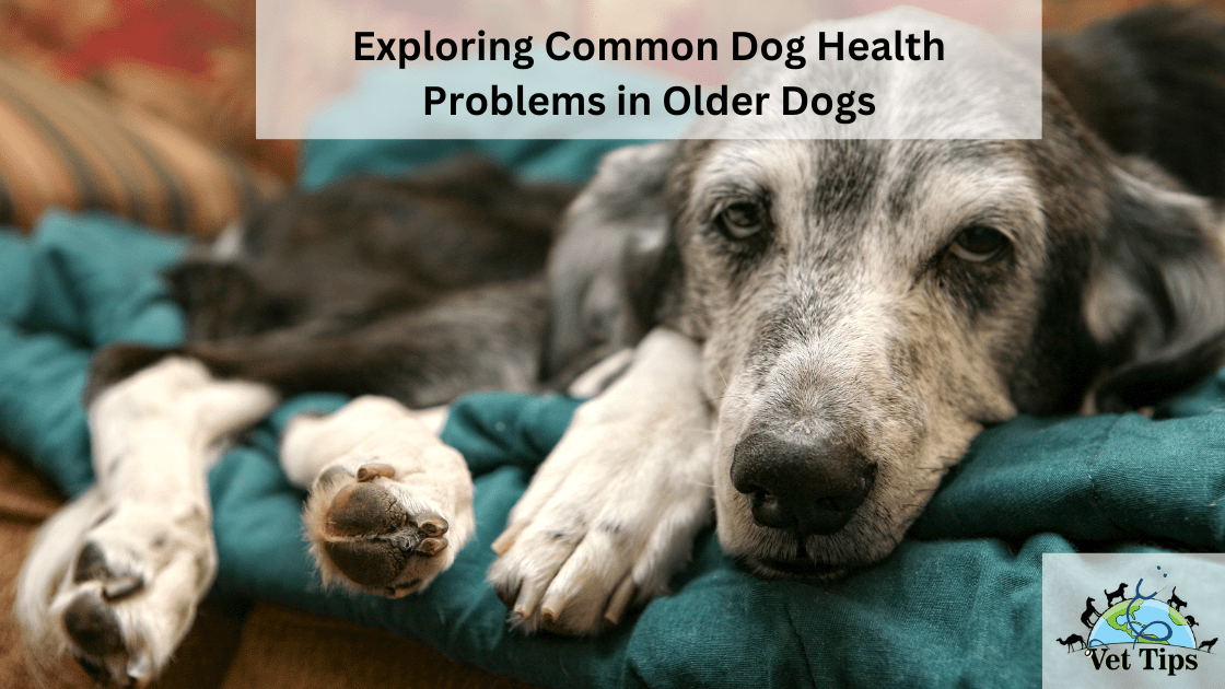 Exploring Common Dog Health Problems in Older Dogs