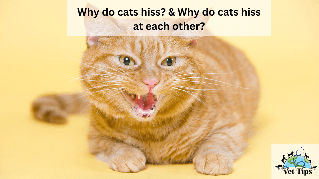 Why do cats hiss? & Why do cats hiss at each other?