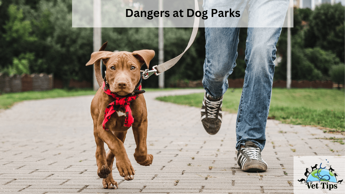 Dangers at Dog Parks