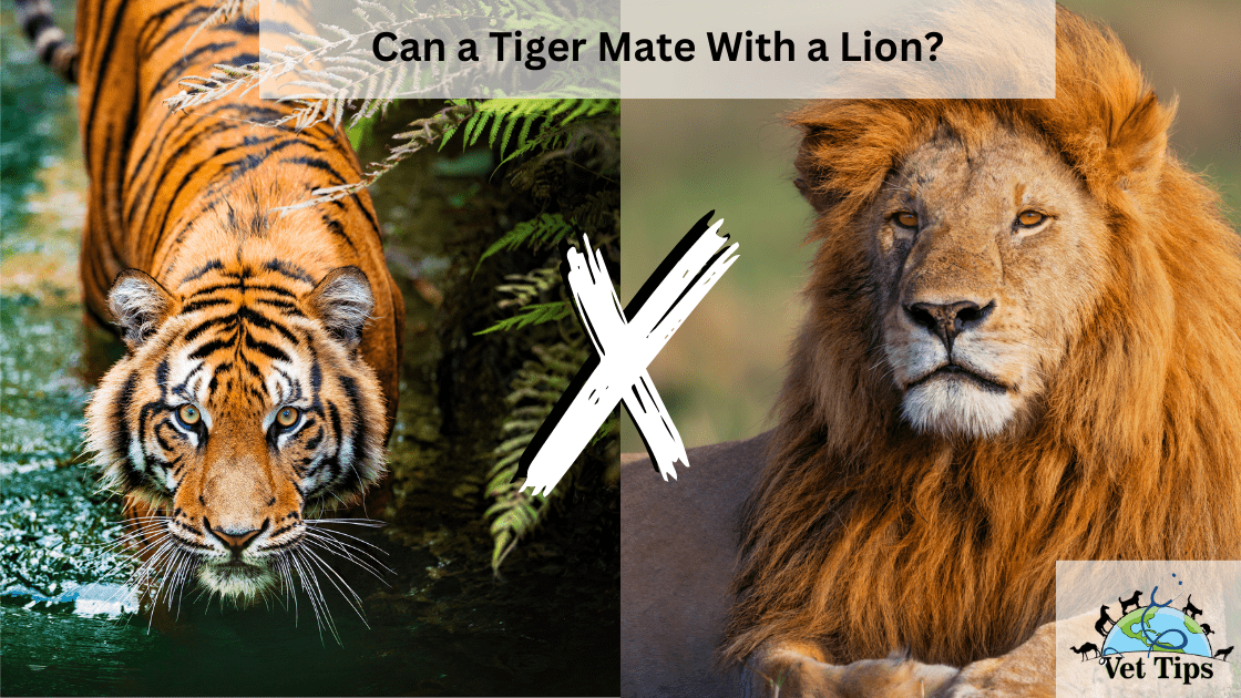 Can a Tiger Mate With a Lion?