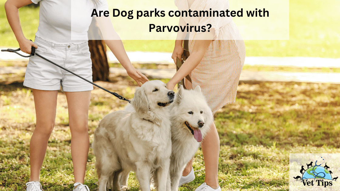 Are Dog parks contaminated with Parvovirus?