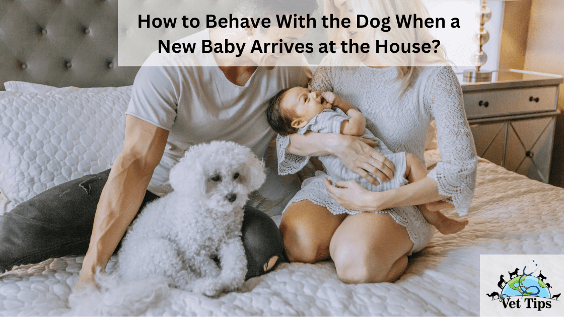 How to Behave With the Dog When a New Baby Arrives at the House?