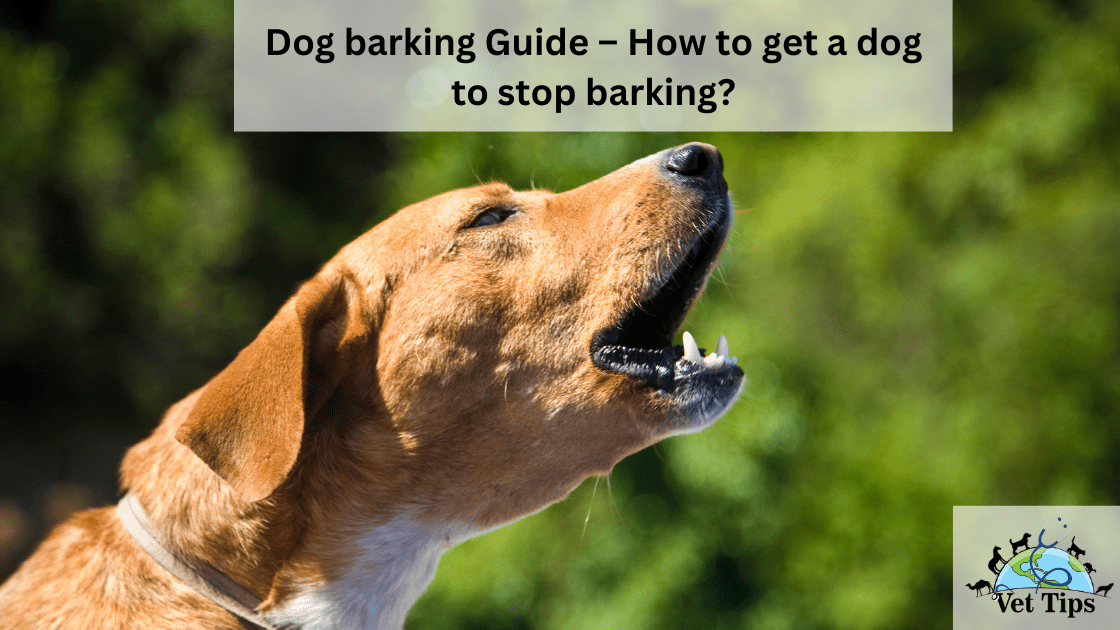 Dog barking Guide – How to get a dog to stop barking?