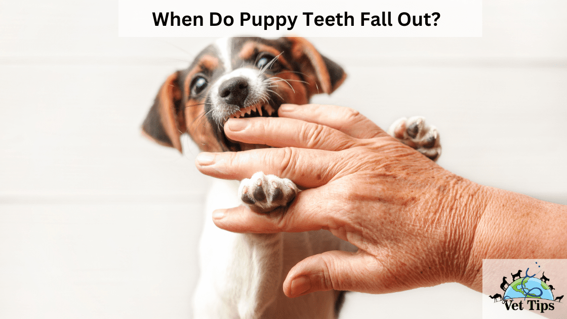 When Do Puppy Teeth Fall Out?