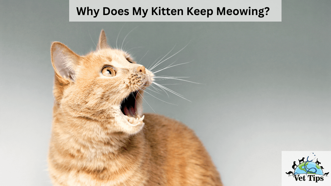 Why Does My Kitten Keep Meowing?