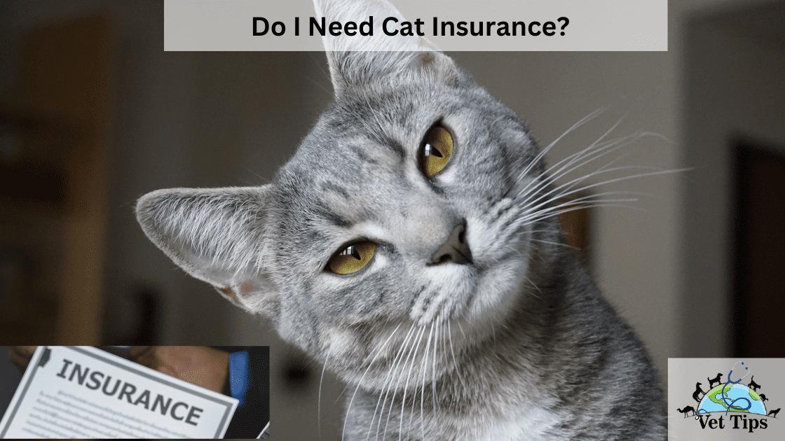 Do I Need Cat Insurance?