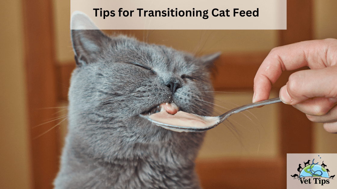 Tips for Transitioning Cat Feed