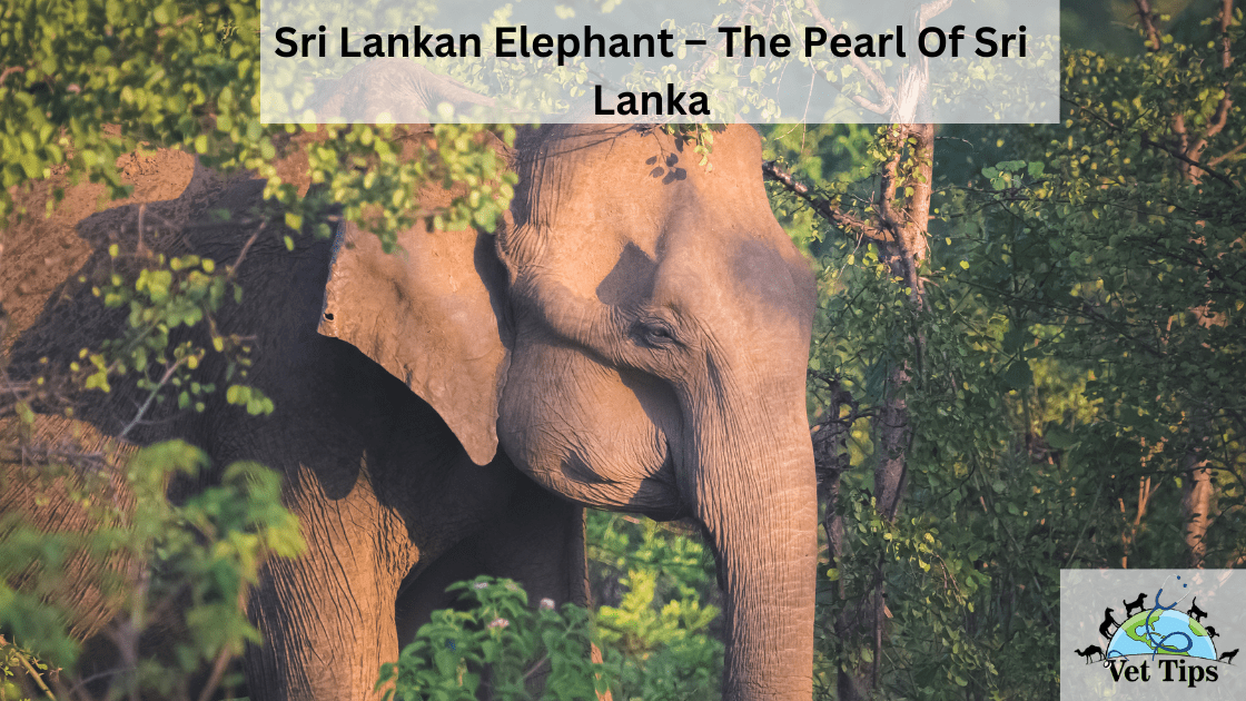 Sri Lankan Elephant – The Pearl Of Sri Lanka