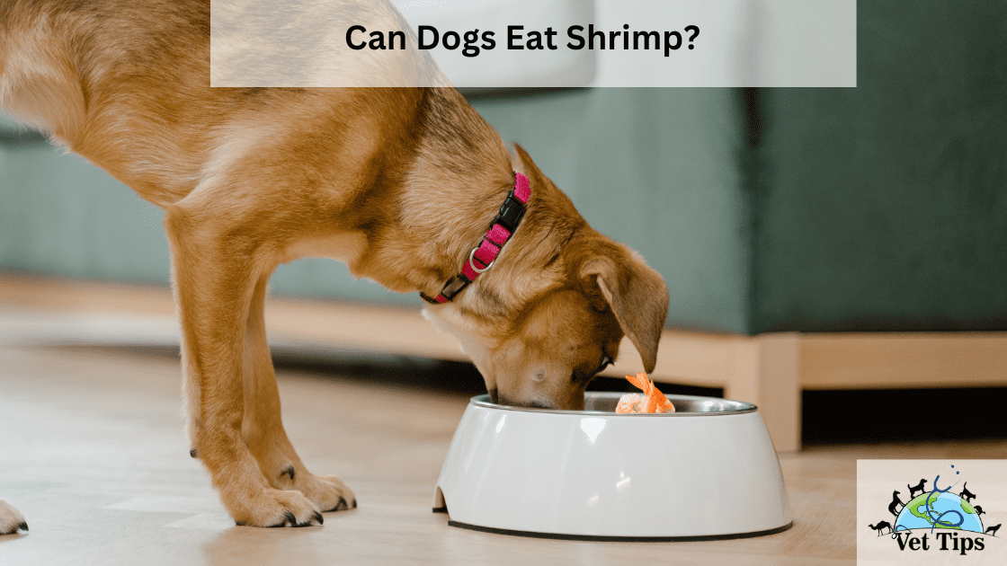 Can Dogs Eat Shrimp? Is Shrimp Safe To Eat For Dogs?